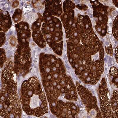 Immunohistochemistry-Paraffin: HSD3B1 Antibody [NBP2-33386] - Staining of human adrenal gland shows strong cytoplasmic positivity in cells in zona glomerulosa.