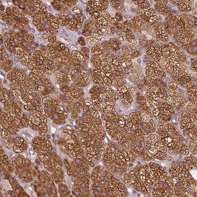 Immunohistochemistry-Paraffin: HSD3B1 Antibody [NBP2-46700] - Staining of human adrenal gland shows strong cytoplasmic positivity in zona fasciculata.