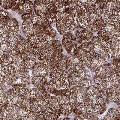 Immunohistochemistry-Paraffin: HSDL2 Antibody [NBP2-14104] - Staining of human adrenal gland shows high expression.