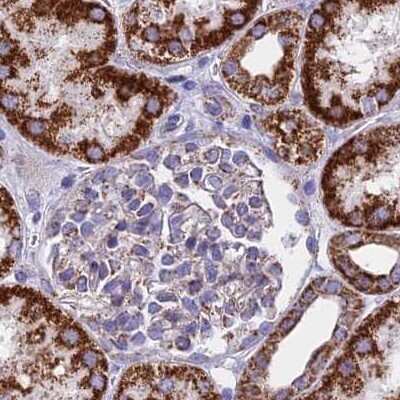 Immunohistochemistry-Paraffin: HSDL2 Antibody [NBP2-14104] - Staining of human kidney.