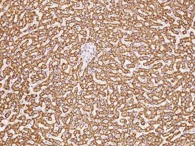 Immunohistochemistry-Paraffin: HSDL2 Antibody [NBP2-97749] - Immunochemical staining of human HSDL2 in human kidney with rabbit polyclonal antibody at 1:200 dilution, formalin-fixed paraffin embedded sections.