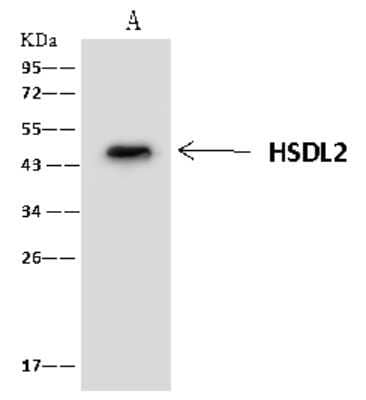 Immunoprecipitation: HSDL2 Antibody [NBP2-97749] - HSDL2 was immunoprecipitated using: Lane A: 0.5 mg HeLa Whole Cell Lysate 4 ul anti-HSDL2 rabbit polyclonal antibody and 60 ug of Immunomagnetic beads Protein A/G.  Primary antibody: Anti-HSDL2 rabbit polyclonal antibody, at 1:100 dilution. Secondary antibody: Clean-Blot IP Detection Reagent (HRP) at 1:1000dilution. Developed using the ECL technique. Performed under reducing conditions. Predicted band size: 45 kDa. Observed band size: 45 kDa