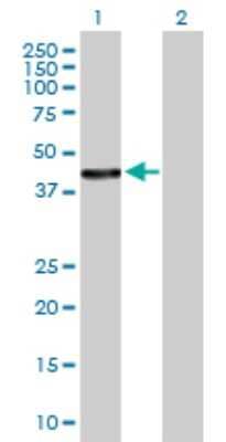 Western Blot: HSDL2 Antibody [H00084263-B01P] - Analysis of HSDL2 expression in transfected 293T cell line by HSDL2 polyclonal antibody.  Lane 1: HSDL2 transfected lysate(45.98 KDa). Lane 2: Non-transfected lysate.