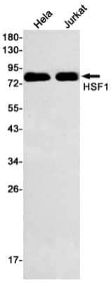 Western Blot: HSF1 Antibody (S07-0G0) [NBP3-14895] - Western blot detection of HSF1 in Hela, Jurkat cell lysates using HSF1 Rabbit mAb (1:500 diluted). Predicted band size: 57kDa. Observed band size: 80kDa.