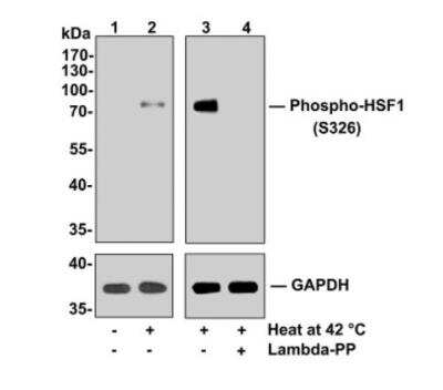 Western Blot: HSF1 [p Ser326] Antibody (SU31-03) [NBP2-67455] - Lane 1: Hela cells, whole cell lysate, 10ug/lane, Lane 2/3: Hela cells heated at 42 c for 30 minutes, whole cell lysates, 10ug/lane, Lane 4: Hela cells heated at 42 c for 30 minutes, then treated with 2.8ug/ul lambda-PP for 30 minutes, whole cell lysates, 10ug/lane. All lanes : Anti-Phospho-HSF1(S326)antibody at 1:500 dilution.Anti-GAPDH antibody at 1:10,000 dilution. Goat Anti-Rabbit IgG H&L (HRP) at 1/200,000 dilution. Predicted band size: 57 kDa, Observed band size: 82 kDaBlocking and diluting buffer: 5% BSA.Exposure time: Lane 1/2 1 minute; Lane 3/4 2 minute 34 seconds.