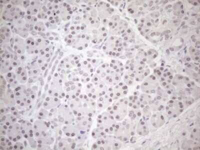 Immunohistochemistry: HSF2 Antibody (OTI3E1) - Azide and BSA Free [NBP2-70948] - Analysis of Human pancreas tissue. (Heat-induced epitope retrieval by 1mM EDTA in 10mM Tris buffer (pH8.5) at 120 C for 3 min)