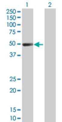Western Blot: HSF4 Antibody [H00003299-D01P] - Analysis of HSF4 expression in transfected 293T cell line by HSF4 polyclonal antibody.Lane 1: HSF4 transfected lysate(50.82 KDa).Lane 2: Non-transfected lysate.