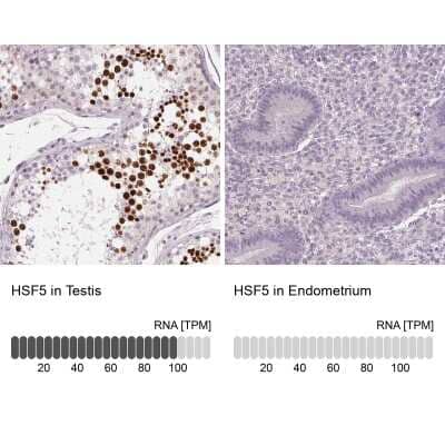 Immunohistochemistry-Paraffin: HSF5 Antibody [NBP2-49401] - Staining in human testis and endometrium tissues using anti-HSF5 antibody. Corresponding HSF5 RNA-seq data are presented for the same tissues.