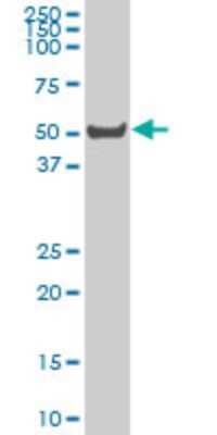 Western Blot: HSFX1/2 Antibody (3E7) [H00051402-M02] - LW-1 monoclonal antibody (M02), clone 3E7 Analysis of LW-1 expression in Hela S3 NE.