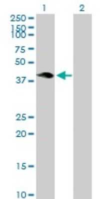 Western Blot: HSH2D Antibody [H00084941-B01P] - Analysis of HSH2D expression in transfected 293T cell line by HSH2D polyclonal antibody.  Lane 1: HSH2D transfected lysate(38.83 KDa). Lane 2: Non-transfected lysate.