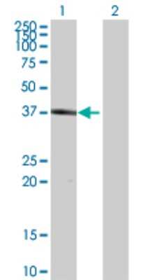 Western Blot: HSH2D Antibody [H00084941-B02P] - Analysis of HSH2D expression in transfected 293T cell line by HSH2D polyclonal antibody.  Lane 1: HSH2D transfected lysate(38.72 KDa). Lane 2: Non-transfected lysate.