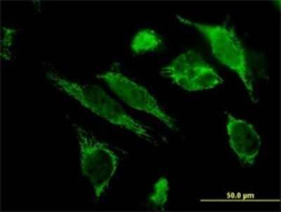 Immunocytochemistry/Immunofluorescence: HSP10/EPF Antibody (4C11-B11) [H00003336-M01] - Analysis of monoclonal antibody to HSPE1 on HeLa cell. Antibody concentration 10 ug/ml.