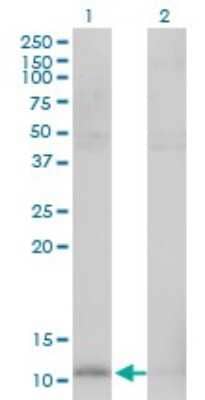 Western Blot: HSP10/EPF Antibody (4C11-B11) [H00003336-M01] - Analysis of HSPE1 expression in transfected 293T cell line by HSPE1 monoclonal antibody (M01), clone 4C11-B11.Lane 1: HSPE1 transfected lysate(10.9 KDa).Lane 2: Non-transfected lysate.