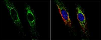 Immunocytochemistry/Immunofluorescence: HSP10/EPF Antibody [NBP2-16890] - HeLa cells were fixed in 4% paraformaldehyde at RT for 15 min. Green: HSP10 protein stained by HSP10 antibody diluted at 1:100. Red: alpha Tubulin, a cytoskeleton marker, stained by alpha Tubulin antibody [B-5-1-2] diluted at 1:10000. Blue: Hoechst 33342 staining