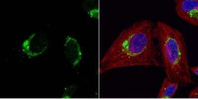 Immunocytochemistry/Immunofluorescence: HSP10/EPF Antibody [NBP2-16890] - U2OS cells were fixed in 4% paraformaldehyde at RT for 15 min. Green: HSP10 protein stained by HSP10 antibody diluted at 1:200. Red: alpha Tubulin, a cytoskeleton marker, stained by alpha Tubulin antibody diluted at 1:1000. Blue: Hoechst 33342 staining.