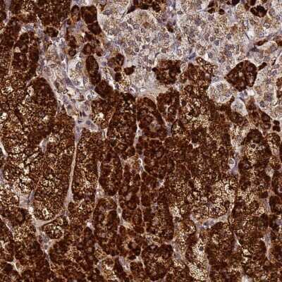 Immunohistochemistry-Paraffin: HSP10/EPF Antibody [NBP2-34055] - Staining of human adrenal gland shows strong cytoplasmic positivity in glandular cells.