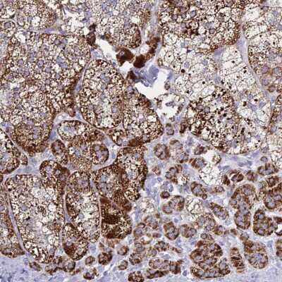 Immunohistochemistry-Paraffin: HSP10/EPF Antibody [NBP2-46759] - Staining of human adrenal gland shows strong cytoplasmic positivity in glandular cells.