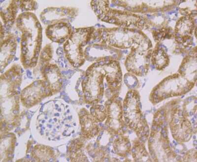 Immunohistochemistry-Paraffin: HSP10/EPF Antibody (JG82-34) [NBP2-75529] - Analysis of paraffin-embedded mouse kidney tissue using anti-Cpn10 antibody. Counter stained with hematoxylin.