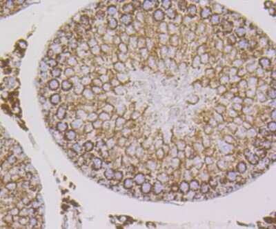 Immunohistochemistry-Paraffin: HSP10/EPF Antibody (JG82-34) [NBP2-75529] - Analysis of paraffin-embedded rat testis tissue using anti-Cpn10 antibody. Counter stained with hematoxylin.