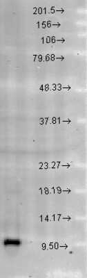 Western Blot: HSP10/EPF Antibody [NB110-11473] - analysis of Rat brain cell lysates showing detection of Cpn10 protein using Rabbit Anti-Cpn10 Polyclonal Antibody . Load: 15 ug protein. Block: 1.5% BSA for 30 minutes at RT. Primary Antibody: Rabbit Anti-Cpn10 Polyclonal Antibody at 1:1000 for 2 hours at RT. Secondary Antibody: Donkey Anti-Rabbit IgG: HRP for 1 hour at RT.