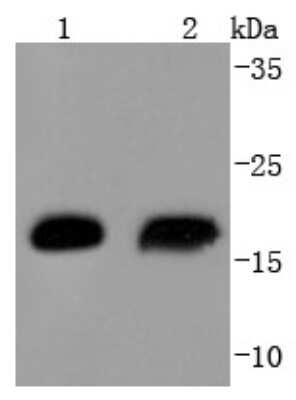 Western Blot: HSP20/HSPB6 Antibody (SD086-03) [NBP2-67815] - Analysis of Hsp20 on different lysates using anti-Hsp20 antibody at 1/1,000 dilution. Positive control: Lane 1: Human skeletal muscle Lane 2: Mouse skeletal muscle
