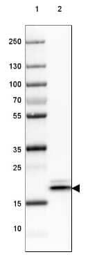 Western Blot: HSP20/HSPB6 Antibody [NBP2-32027] - Lane 1: Marker [kDa] 250, 130, 100, 70, 55, 35, 25, 15, 10Lane 2: Human Skeletal muscle tissue