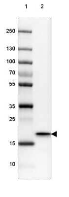 Western Blot: HSP20/HSPB6 Antibody [NBP2-38739] - Lane 1: Marker [kDa] 250, 130, 100, 70, 55, 35, 25, 15, 10Lane 2: Human Skeletal muscle tissue