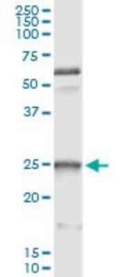 Immunoprecipitation: HSP27 Antibody (3G3) [H00003315-M04] - Analysis of HSPB1 transfected lysate using anti-HSPB1 monoclonal antibody and Protein A Magnetic Bead, and immunoblotted with HSPB1 rabbit polyclonal antibody.