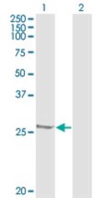 Western Blot: HSP27 Antibody (3G3) [H00003315-M04] - Analysis of HSPB1 expression in transfected 293T cell line by HSPB1 monoclonal antibody (M04), clone 3G3. Lane 1: HSPB1 transfected lysatE (22.8 KDa). Lane 2: Non-transfected lysate.