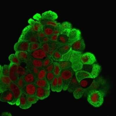 Immunocytochemistry/Immunofluorescence: HSP27 Antibody (G3.1) - Azide and BSA Free [NBP2-34621] - Immunofluorescence Analysis of PFA-fixed MCF-7 cells labeling HSP27 with  followed by Goat anti-Mouse IgG-CF488 (Green). The nuclear counterstain is Red Dot (Red)