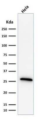 Western Blot: HSP27 Antibody (G3.1) - Azide and BSA Free [NBP2-34621] - Western Blot Analysis of HeLa cell lysate using HSP27 Antibody (G3.1).