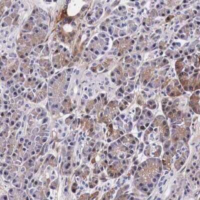 Immunohistochemistry-Paraffin: HSP27 Antibody [NBP1-89666] - Staining of human pancreas shows low expression as expected.
