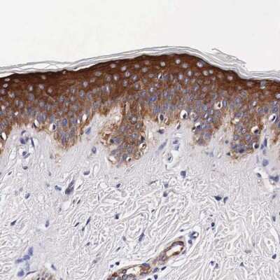 Immunohistochemistry-Paraffin: HSP27 Antibody [NBP1-89666] - Staining of human skin shows high expression.