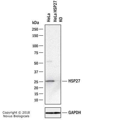 Western Blot: HSP27 Antibody [NBP2-25150] - Western blot shows lysates of HeLa human cervical epithelial carcinoma parental cell line and HSP27 knockout (KO) HeLa cell line. PVDF membrane was probed with 1:2000 of Chicken Anti-Human HSP29 Polyclonal Antibody (Catalog # NBP2-25150) followed by HRP-conjugated Anti-Chicken Secondary Antibody. Specific band was detected for HSP27 at approximately 27 kDa (as indicated) in the parental HeLa cell line, but is not detectable in the knockout HeLa cell line. This experiment was conducted under reducing conditions.