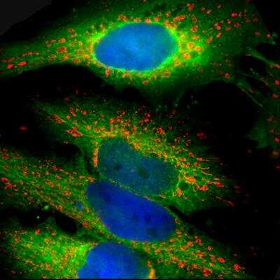 Immunocytochemistry/Immunofluorescence: HSP27 Antibody [NBP2-25150] - Staining of HeLa cells stained with chicken pAb to heat shock protein 27 (HSP27), NBP2-25150, dilution 1:1,000 in green, and costained with mouse mAb to HSP60, dilution 1:5,000 in red. Blue is DAPI staining of nuclear DNA. NBP2-25150 antibody produces strong cytoplasmic staining, while the HSP60 antibody specifically labels mitochondria.