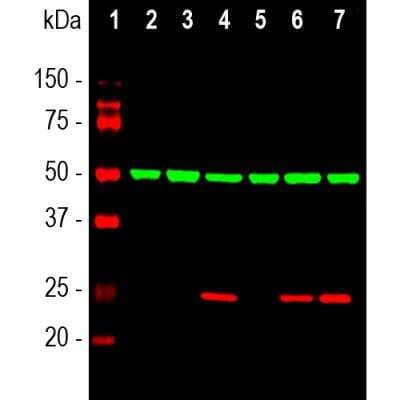 <b>Genetic Strategies Validation. </b>Western Blot: HSP27 Antibody [NBP2-25150] - Analysis of whole cell lysates using chicken pAb to HSP27, NBP2-25150, dilution 1:2,000, in red.  [1] protein standard (red), [2] NIH-3T3 , [3] C6, [4] HeLa, [5] HEK293, [6] SH-SY5Y, and [7] COS-1 cells. Strong single band at 27kDa corresponds to the HSP27 protein strongly expressed in human cell lines. Note that the antibody does not recognize rodent HSP27. The blot was simultaneously probed with mouse mAb to Beta-tubulin, dilution 1:10,000 in green. A single band at 50kDa, which is detected in all cell lysates, corresponds to the Beta-tubulin proteins.