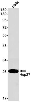 Western Blot: HSP27 Antibody (S03-9F4) [NBP3-20041] - Western blot detection of HSP27 in Hela cell lysates using NBP3-20041 (1:1000 diluted). Predicted band size: 23kDa. Observed band size: 27kDa.