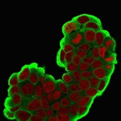 Immunocytochemistry/Immunofluorescence: HSP27 Antibody (SPM252) - Azide and BSA Free [NBP2-34751] - Immunofluorescence Analysis of PFA-fixed MCF-7 cells labeling HSP27 with  followed by Goat anti-Mouse IgG-CF488 (Green). The nuclear counterstain is Red Dot (Red)