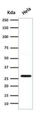 Western Blot: HSP27 Antibody (SPM252) - Azide and BSA Free [NBP2-34751] - Western Blot Analysis of HeLa cell lysate using HSP27 Antibody (SPM252).