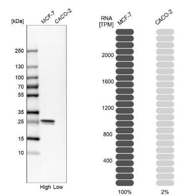 Western Blot: HSP27 Antibody [NBP1-89666] - Analysis in human cell lines MCF-7 and Caco-2 using anti-HSPB1 antibody. Corresponding HSPB1 RNA-seq data are presented for the same cell lines. Loading control: anti-GAPDH.