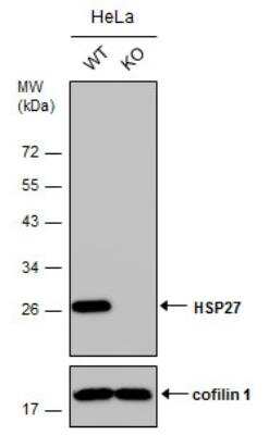 Western Blot: HSP27 Antibody [NBP2-16891] - Wild-type (WT) and HSP27 knownout (KO) HeLa cell extracts (30 ug) were separated by 12% SDS-PAGE, and the membrane was blotted with HSP27 antibody. The HRP-conjugated anti-rabbit IgG antibody was used to detect the primary antibody.