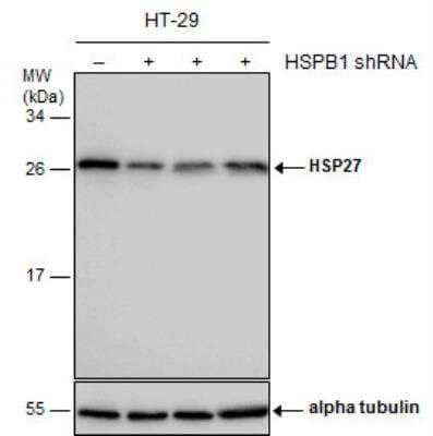 Western Blot: HSP27 Antibody [NBP2-16891] - Non-transfected (-) and transfected (+) HT-29 whole cell extracts (30 ug) were separated by 12% SDS-PAGE, and the membrane was blotted with HSP27 antibody.