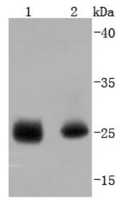 Western Blot: HSP27 [p Ser78] Antibody (JJ08-70) [NBP2-67844] - Analysis of Phospho-Hsp27(S78) on different lysates using anti-Phospho-Hsp27(S78) antibody at 1/1,000 dilution. Positive control: Lane 1: Human heart Lane 2: Human skeletal muscle