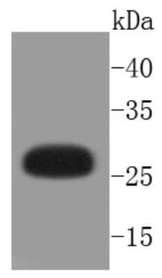 Western Blot: HSP27 [p Ser82] Antibody (SN06-73) [NBP2-67652] - Analysis of Phospho-Hsp27(S82) on human skeletal muscle lysates using anti-Phospho-Hsp27(S82) antibody at 1/1,000 dilution.