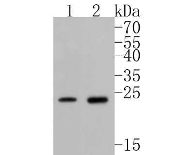 Western Blot: HSP27 [p Ser82] Antibody (SN06-73) [NBP2-67652] - Western blot analysis of HSP27 on different lysates. Proteins were transferred to a PVDF membrane and blocked with 5% BSA in PBS for 1 hour at room temperature. The primary antibody (1/500) was used in 5% BSA at room temperature for 2 hours. Goat Anti-Rab