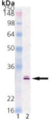 Western Blot: HSP30 Antibody (RT30.1) [NBP1-97871] - Lane 1: MW marker, Lane 2: RTG-2 HS.