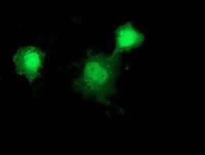 Immunocytochemistry/Immunofluorescence: HSP40/DNAJB1 Antibody (OTI1F9) - Azide and BSA Free [NBP2-70969] - Staining of COS7 cells transiently transfected by pCMV6-ENTRY Hsp40.