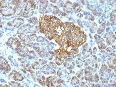 Immunohistochemistry-Paraffin: HSP60 Antibody (GROEL/730) - IHC-Prediluted [NBP2-44757] - Formalin-fixed, paraffin-embedded human Pancreas stained with HSP60 Monoclonal Antibody (GROEL/730).