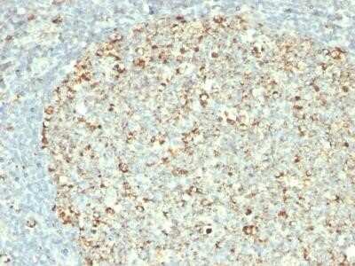 Immunohistochemistry-Paraffin: HSP60 Antibody (GROEL/730) - IHC-Prediluted [NBP2-44757] - Formalin-fixed, paraffin-embedded human Tonsil stained with HSP60 Monoclonal Antibody (GROEL/730).