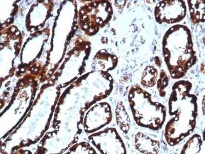 Immunohistochemistry-Paraffin: HSP60 Antibody (HSPD1/6496R) - Azide and BSA Free [NBP3-08938] - Formalin-fixed, paraffin-embedded human liver stained with HSP60 Rabbit Recombinant Monoclonal Antibody (HSPD1/6496R).